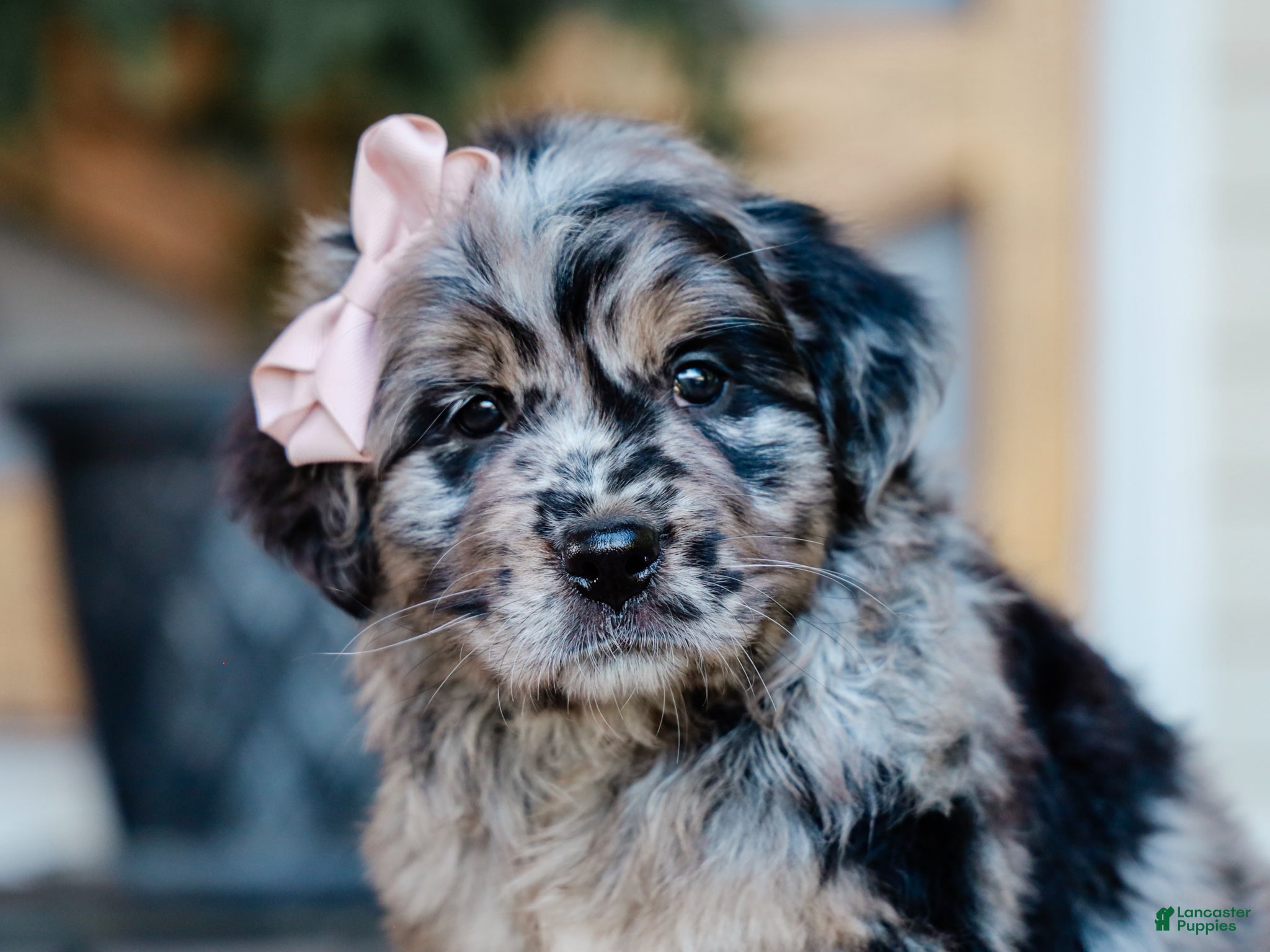 Mixed Breed dogs Cassie Golden Retriever/Jug Pup - Ad 1