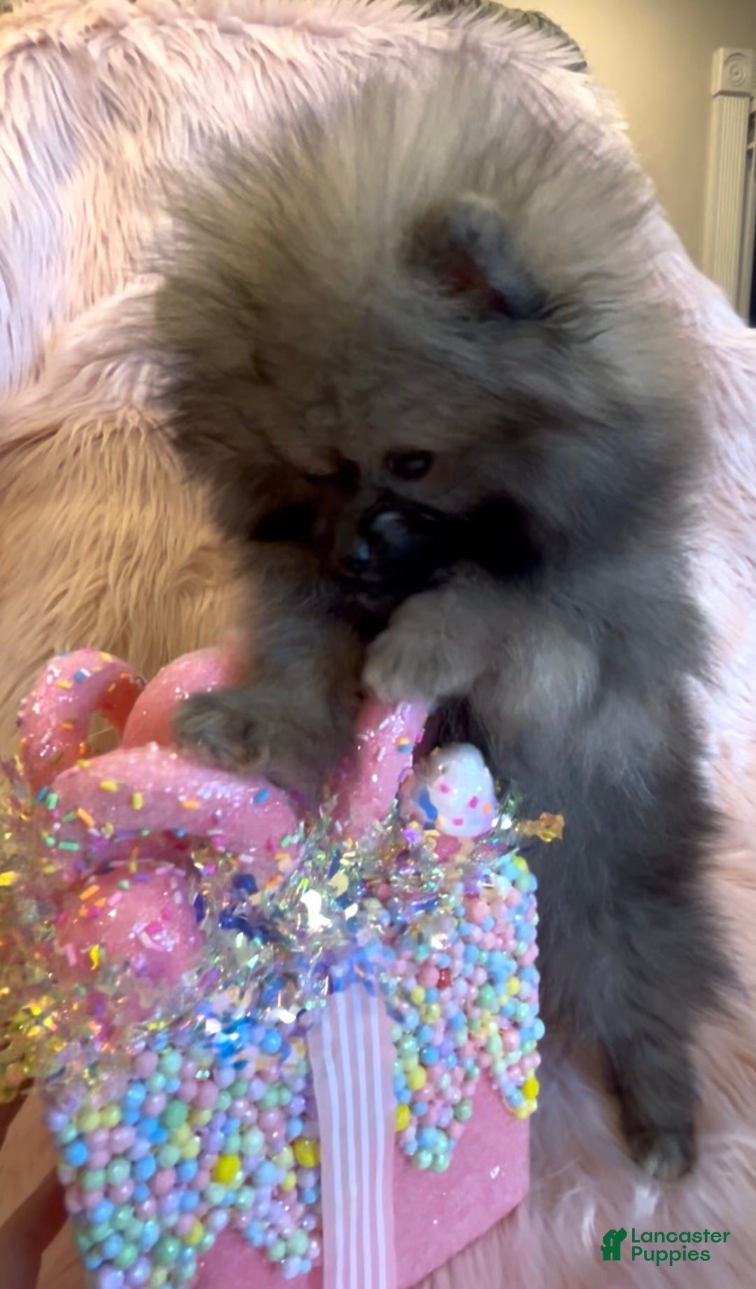 Pomeranian dogs for sale: Penny AKC Registered FULL RIGHTS - Ad 27