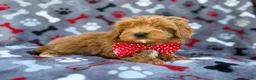 Cavapoo dogs for sale: Alex - Ad 7