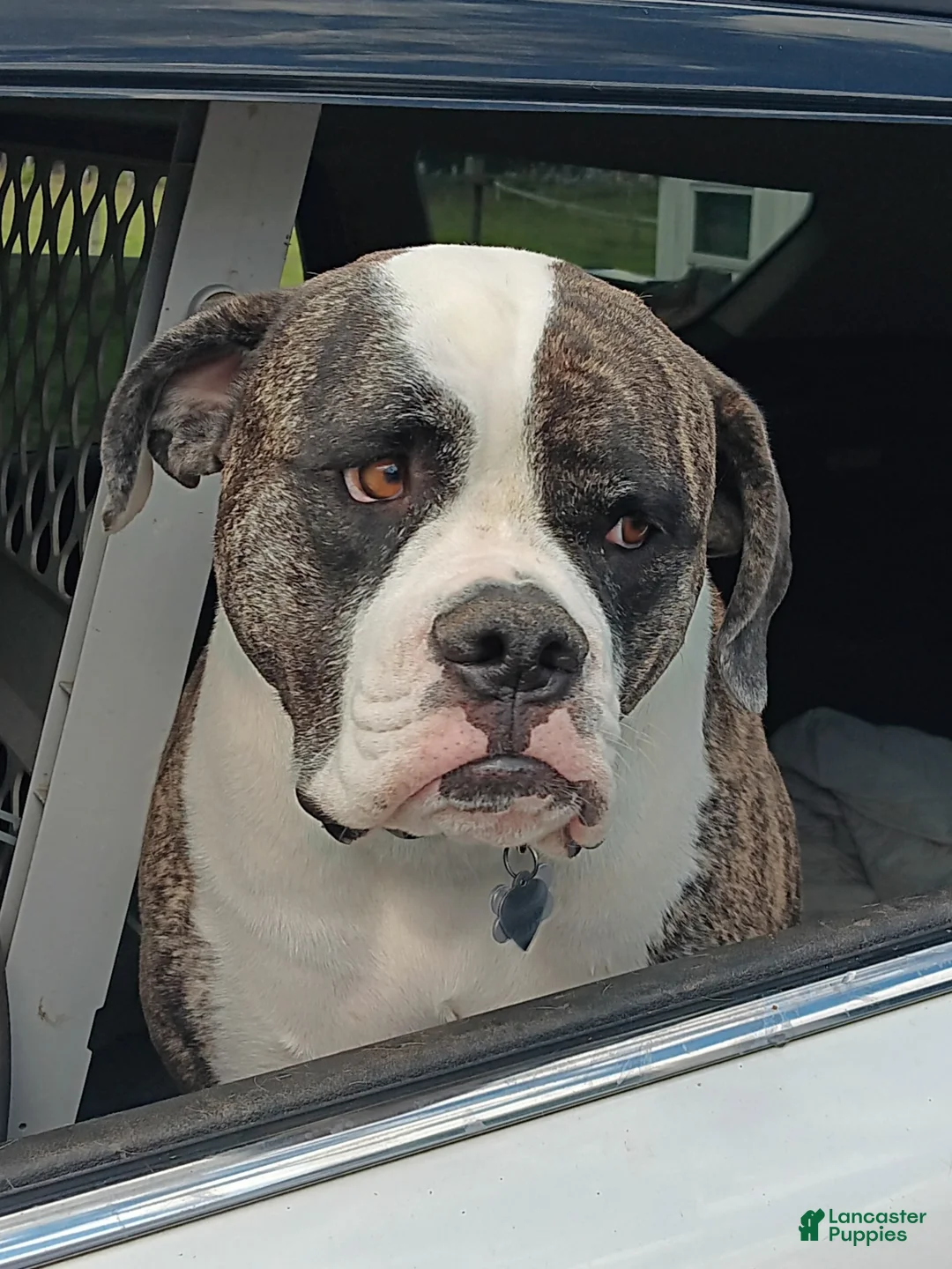 American Bulldog dogs for sale: American Bulldog Puppy 1 - Ad 6