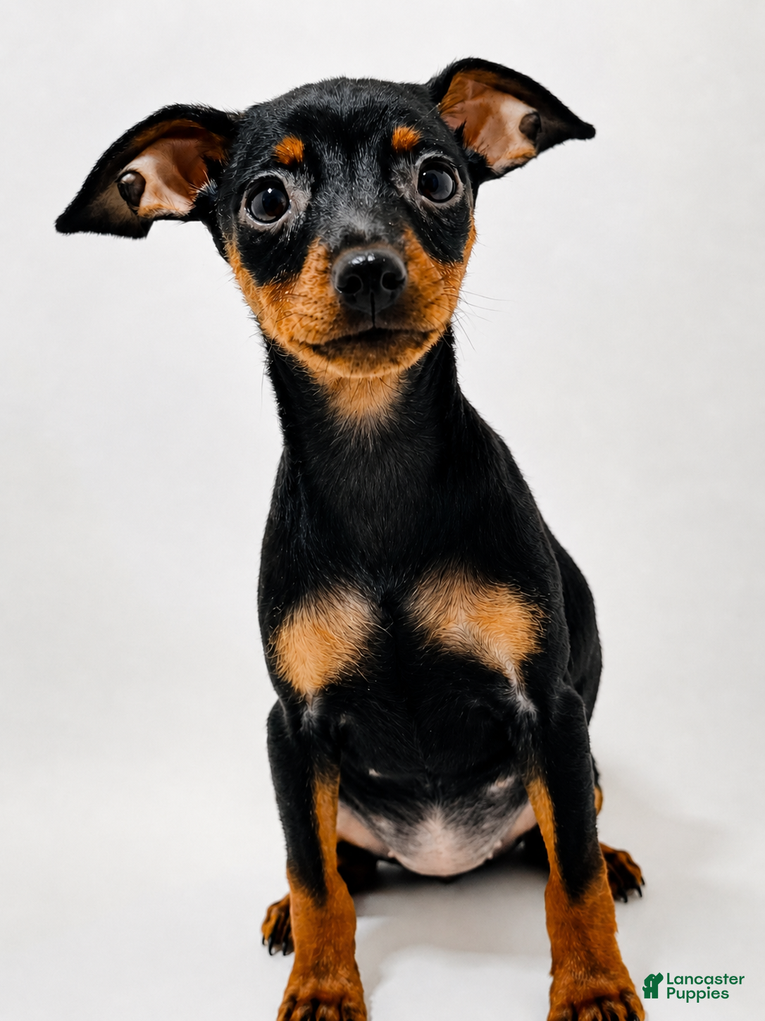 Miniature Pinscher dogs Darla - Ad 1