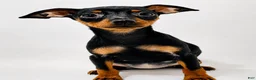 Miniature Pinscher dogs for sale: Sasha - Ad 7
