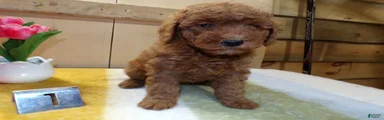 Mini Goldendoodle Puppy 1 Patsy