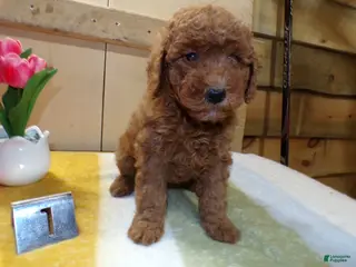 Mini Goldendoodle dogs for sale: Mini Goldendoodle Puppy 1 Patsy - Ad 3