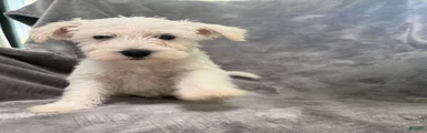 Miniature Schnauzer 2
