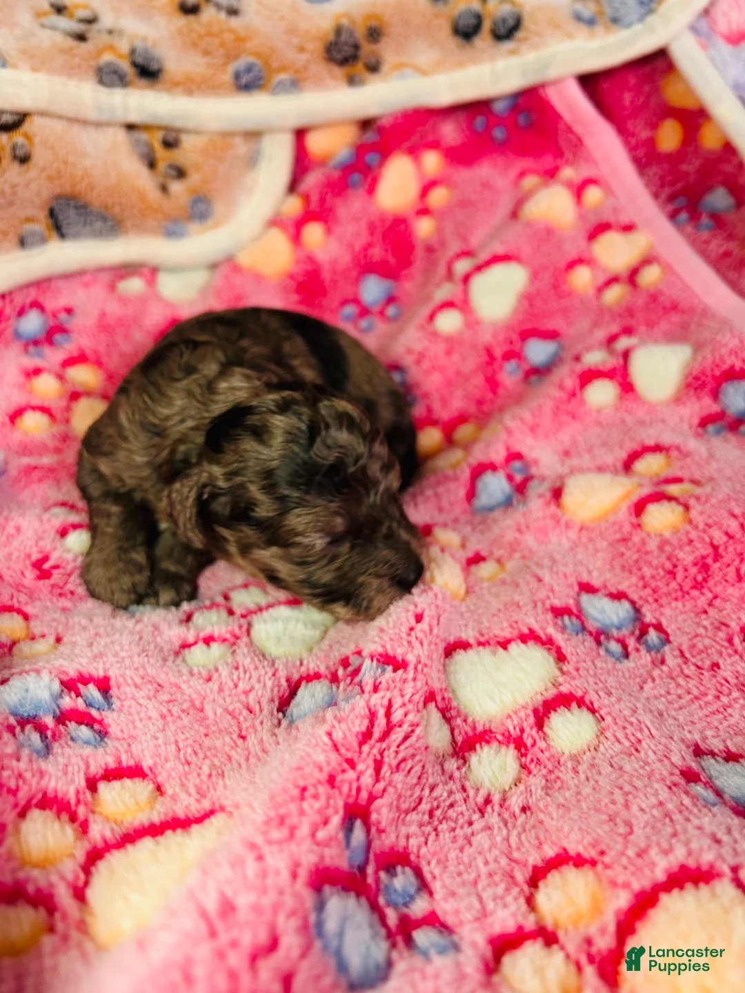 Cavapoo dogs for sale: Lilly - Ad 5