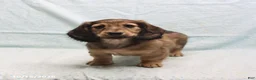 Dachshund dogs for sale: Alex - Ad 4