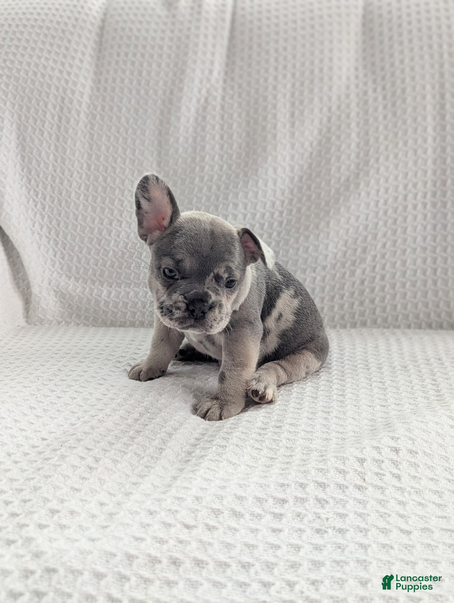 French Bulldog dogs Arlo - Ad 2