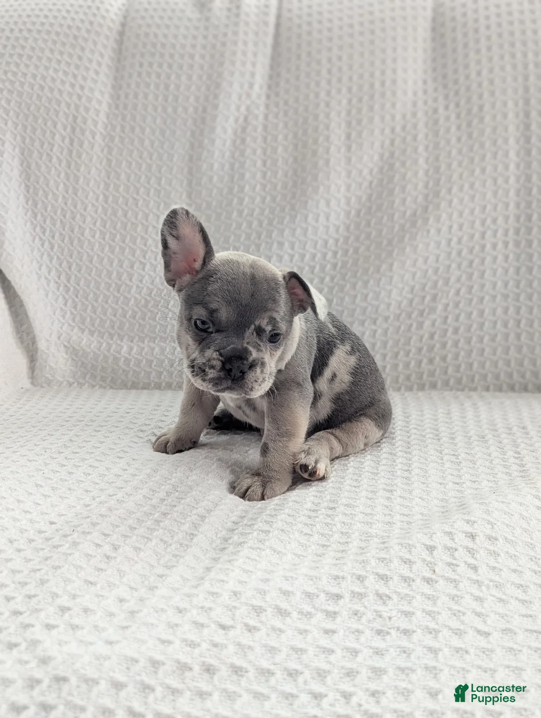French Bulldog dogs for sale: Arlo - Ad 2