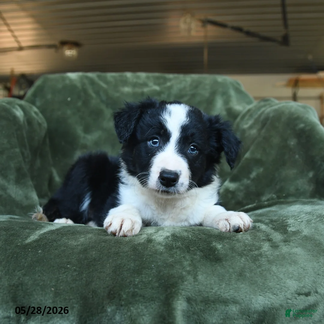 Border Collie dogs for sale: Ailsa - Ad 3
