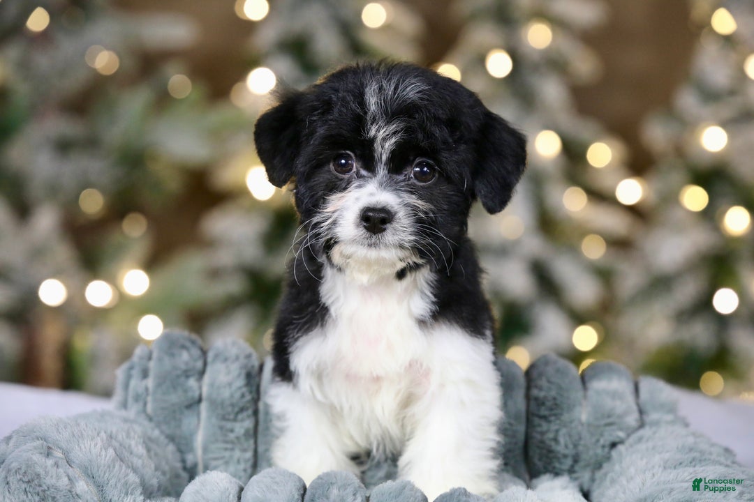 Teddy Bear dogs for sale: Noelle - Ad 11