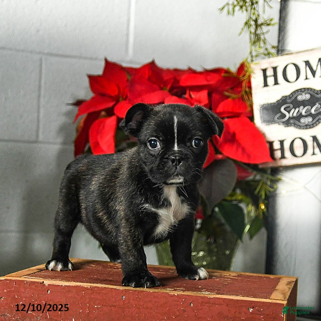 Frenchton dogs for sale: Dash - Ad 3