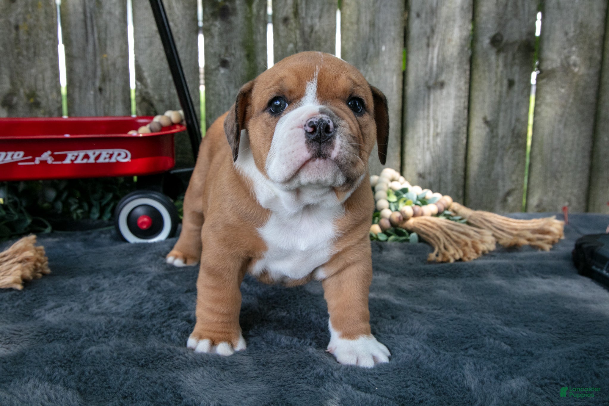 Beabull dogs Trina - Ad 2