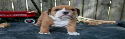 Beabull dogs for sale: Trina - Ad 2