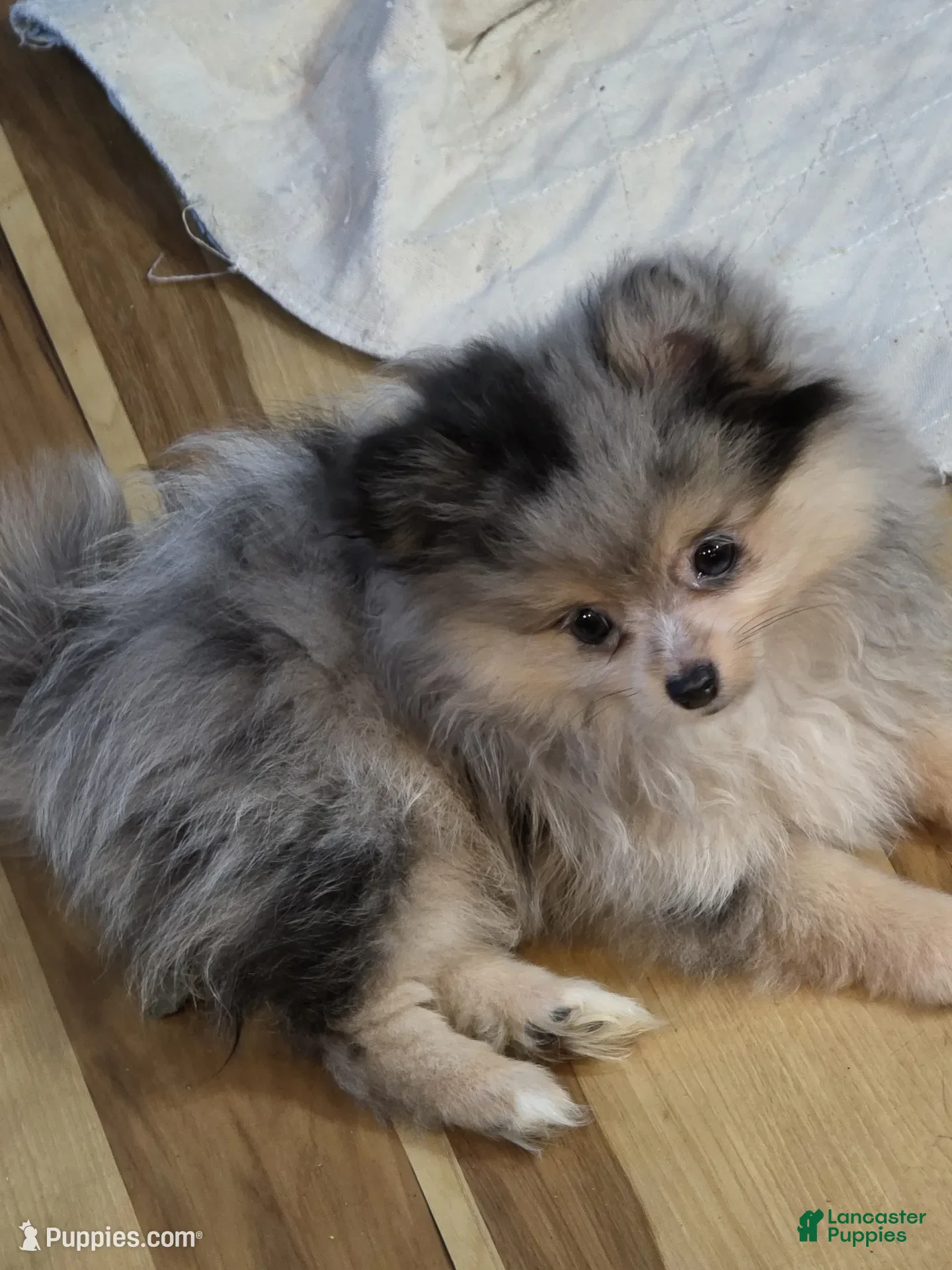 Pomeranian dogs Akc Batman  - Ad 8