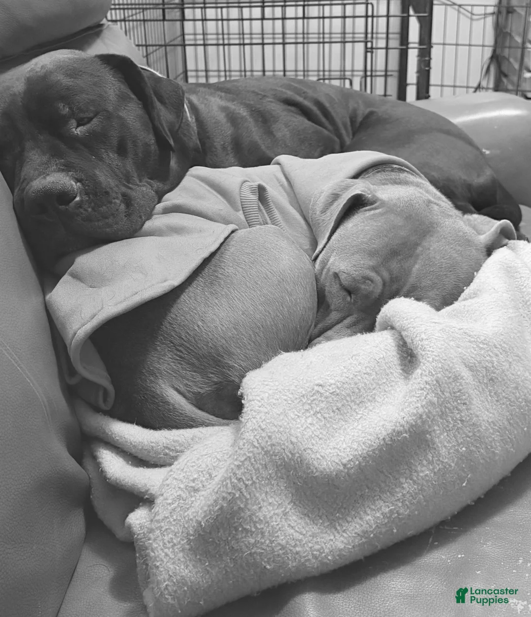 Mixed Breed dogs for sale: Cane Corso / Pit Mix Pink Male - Ad 8