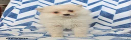 Pomeranian dogs for sale: Biscuit - Ad 4