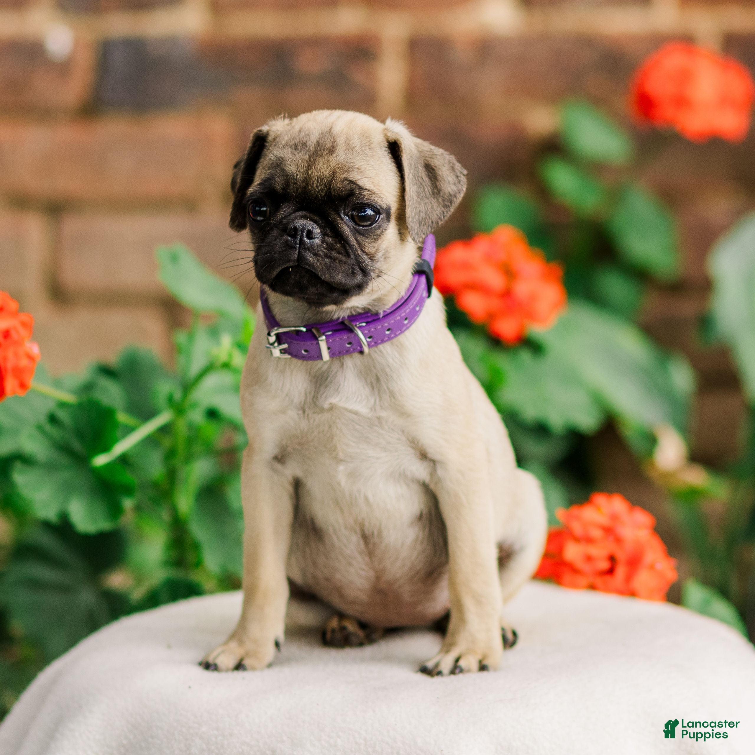 Pug dogs Sunny  - Ad 1