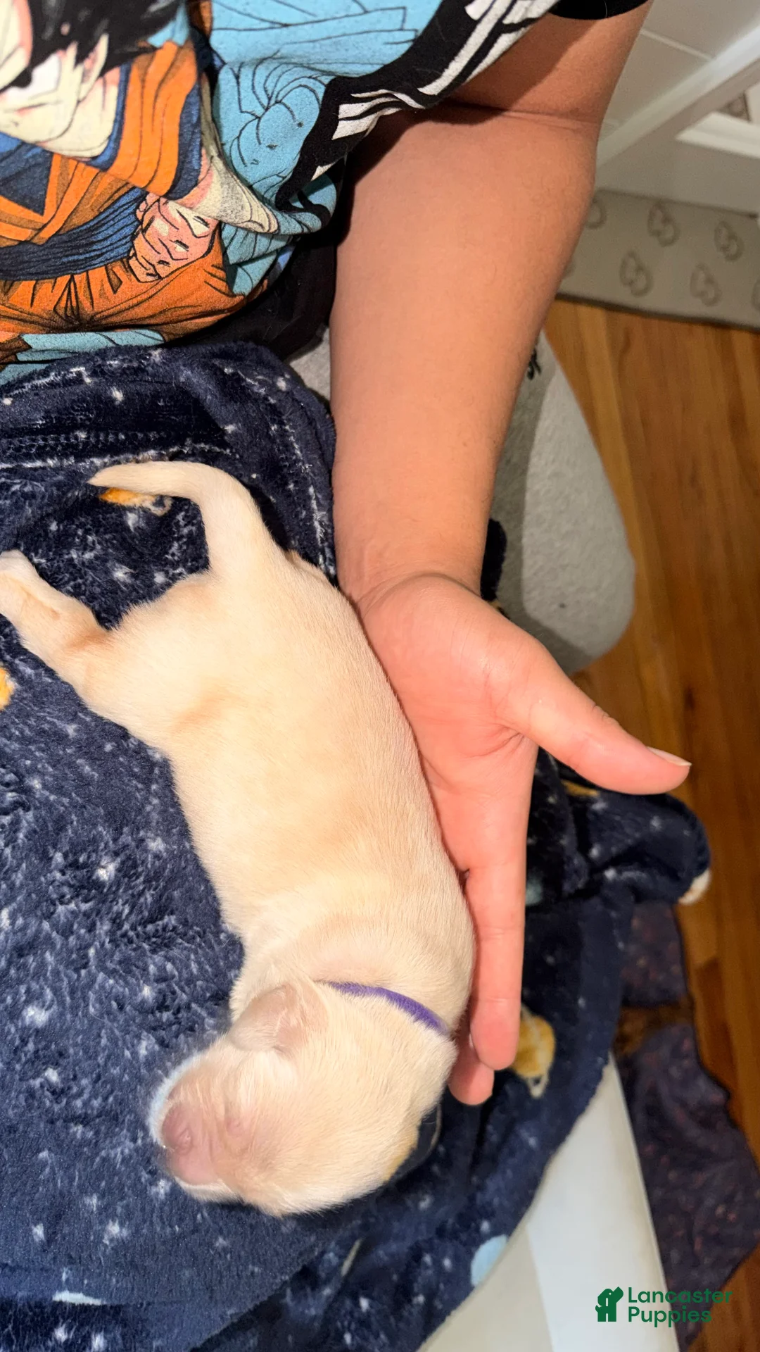 Golden Retriever dogs for sale: Purple  - Ad 2