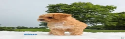Cavapoo dogs for sale: Pinto - Ad 5