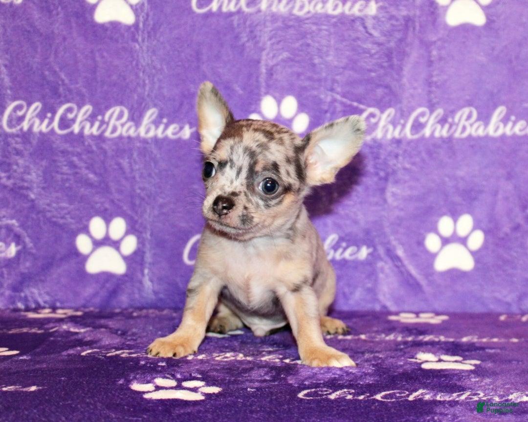 Chihuahua dogs for sale: Cody - Ad 1