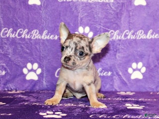 Chihuahua dogs Cody - Ad 11