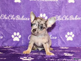 Chihuahua dogs Cody - Ad 10