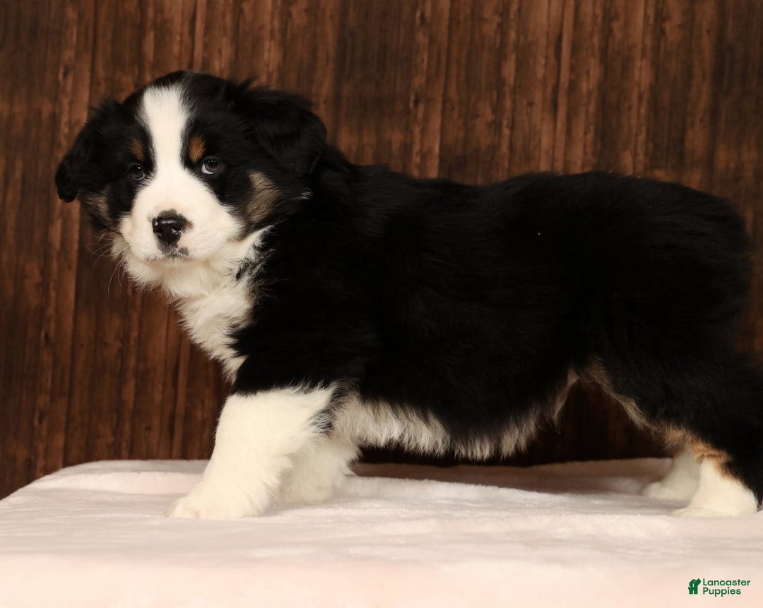 Miniature Australian Shepherd dogs for sale: Rocky - Ad 6