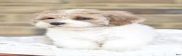 Mixed Breed dogs for sale: Teddy - Ad 5