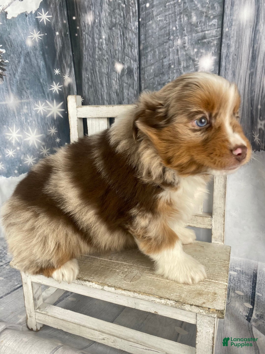 Australian Shepherd dogs for sale: Nova - Ad 6