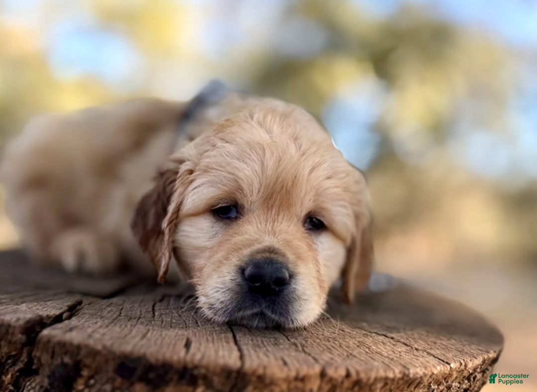 Golden Retriever dogs for sale: Nicholas - Ad 3