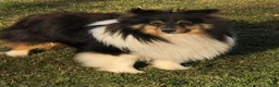 Shetland Sheepdog dogs for sale: Buckeye - Adult - Ad 9