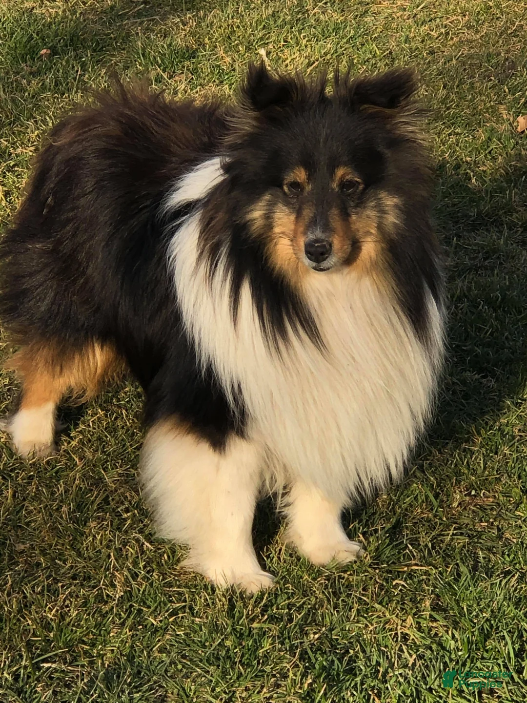 Shetland Sheepdog dogs for sale: Buckeye - Adult - Ad 9