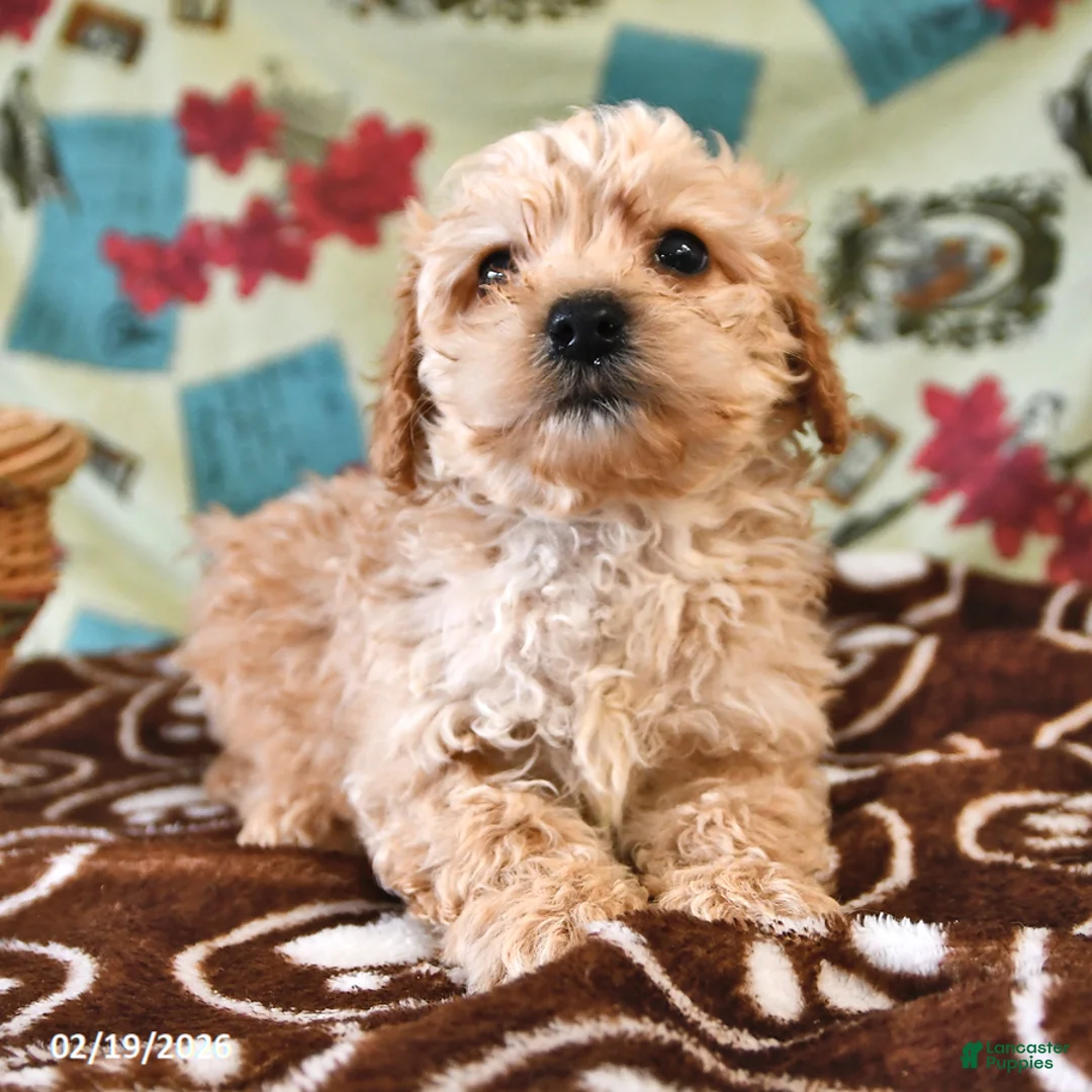 Cockapoo dogs for sale: Henry - Ad 1