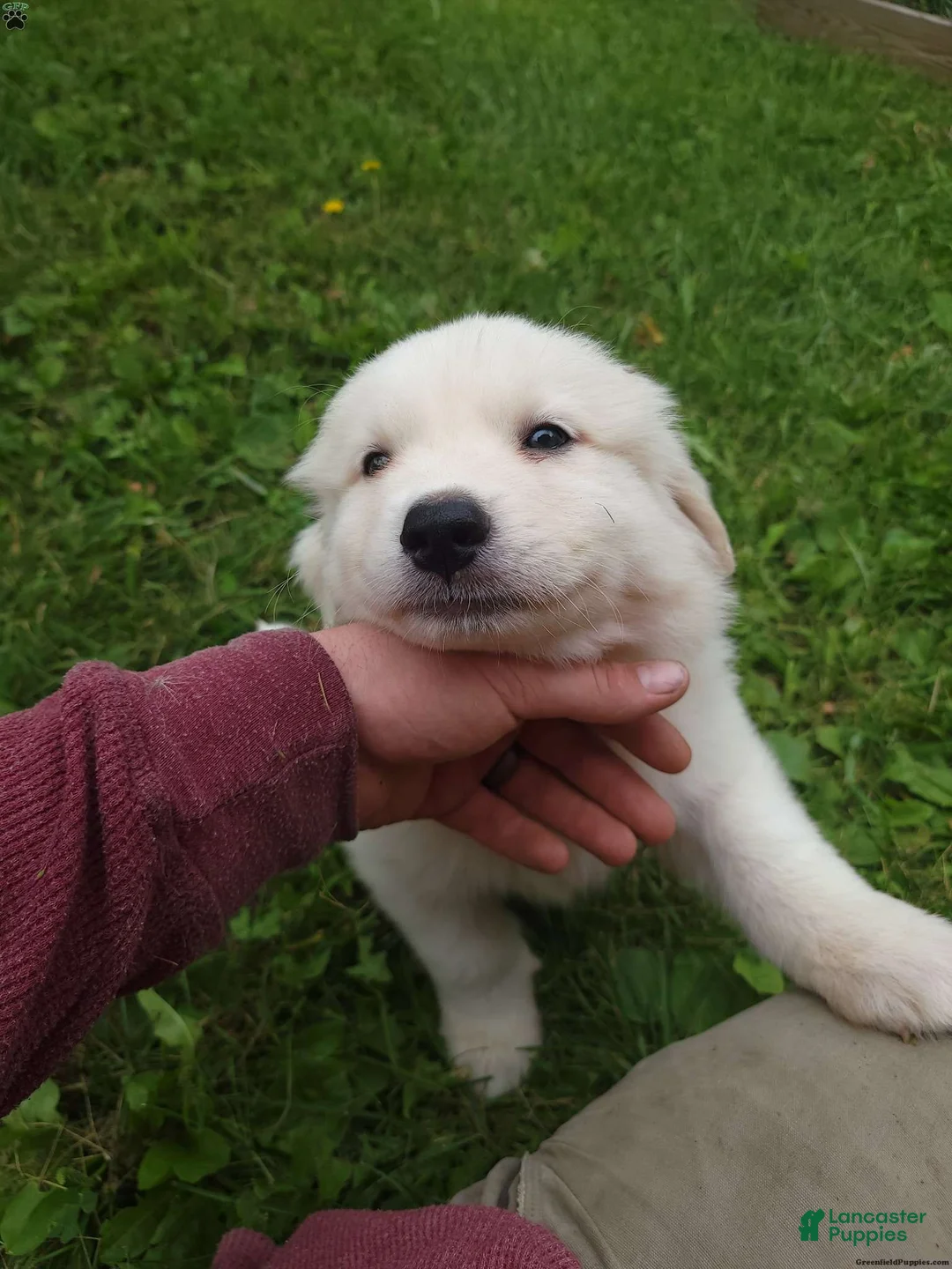Great Pyrenees dogs for sale: Oakley - Ad 2