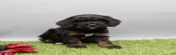 Cockapoo dogs for sale: Toby - Ad 4