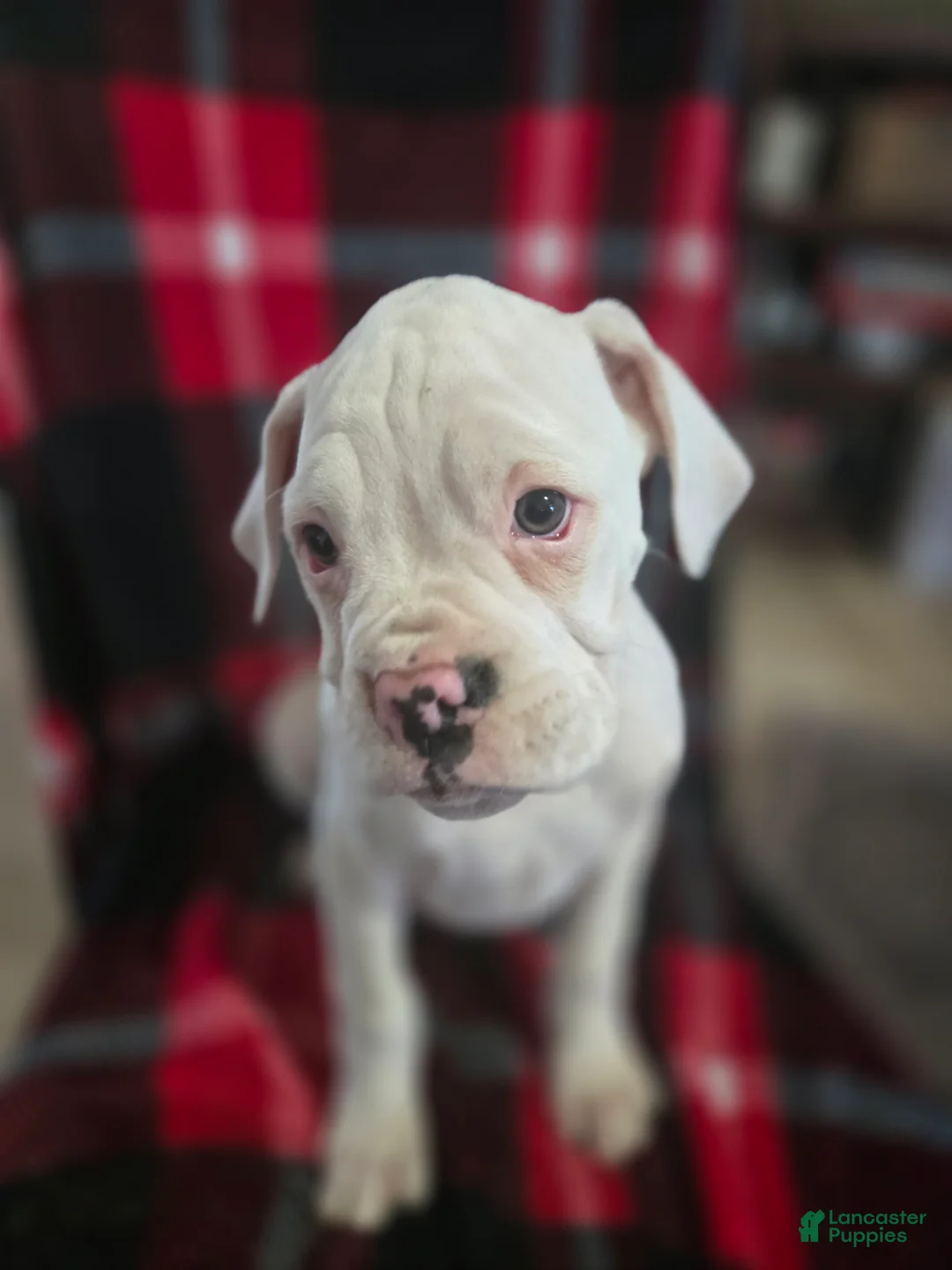 Boxer dogs for sale: Sam - Ad 1