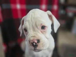 Boxer dogs Sam - Ad 2