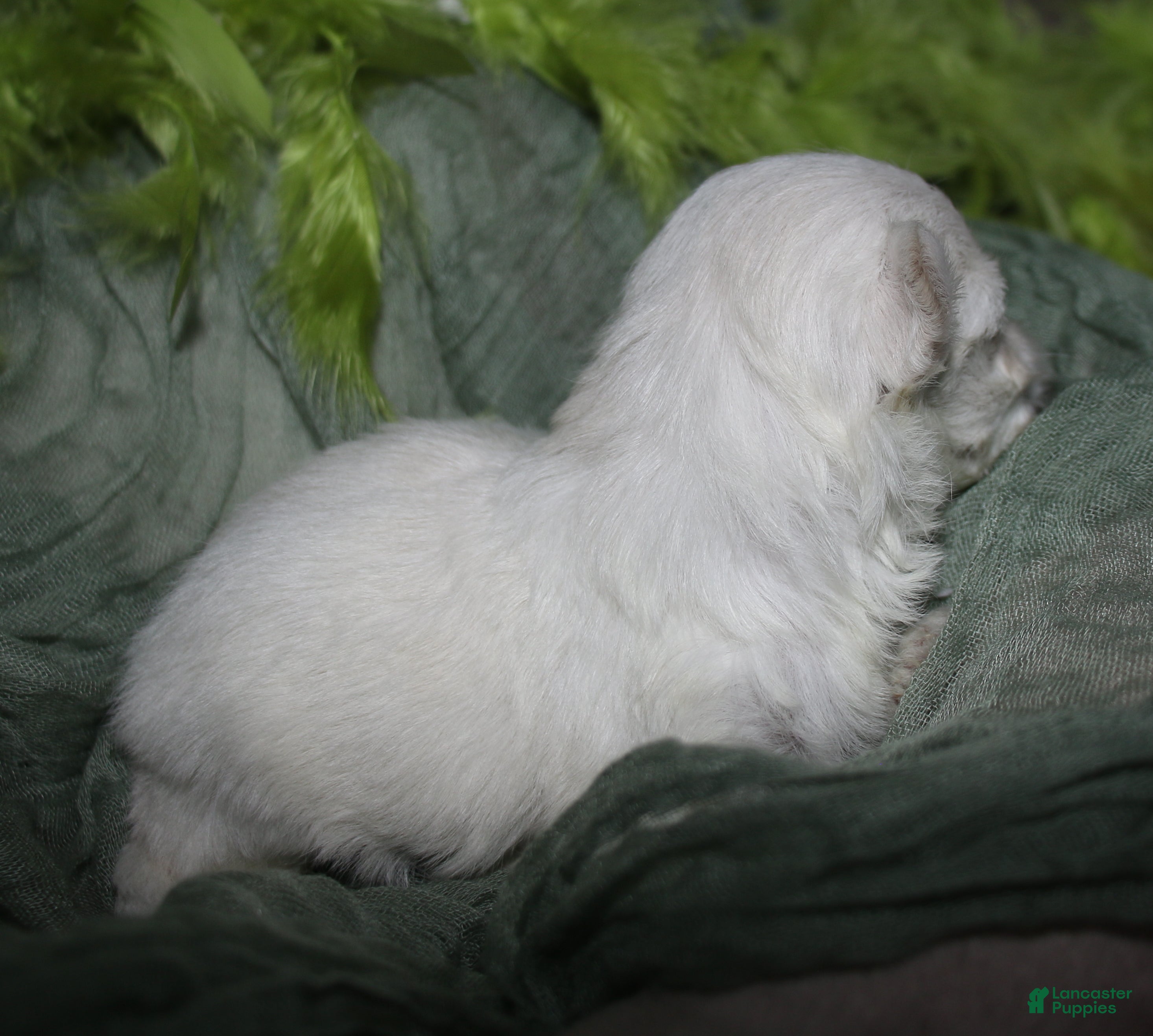 Maltese dogs for sale: Dakota - Ad 6