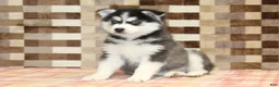 Pomsky dogs for sale: Irvin - Ad 3
