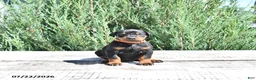 Doberman Pinscher dogs for sale: Athena - Ad 3
