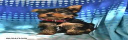 Yorkshire Terrier dogs for sale: Miney - Ad 4