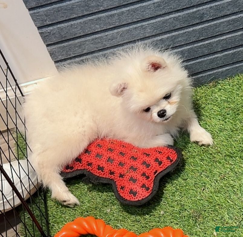 Pomeranian dogs Memin - Ad 2