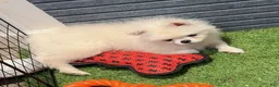 Pomeranian dogs for sale: Memin - Ad 3