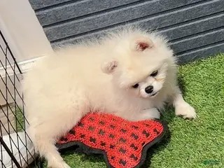 Pomeranian dogs for sale: Memin - Ad 1