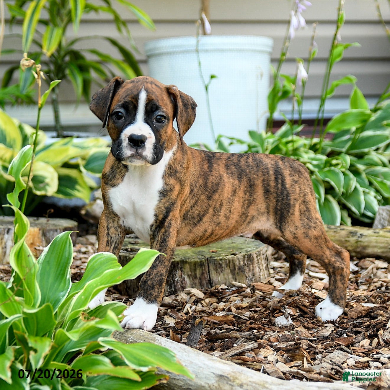 Boxer dogs Blake - Ad 1