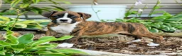 Boxer dogs for sale: Blake - Ad 1