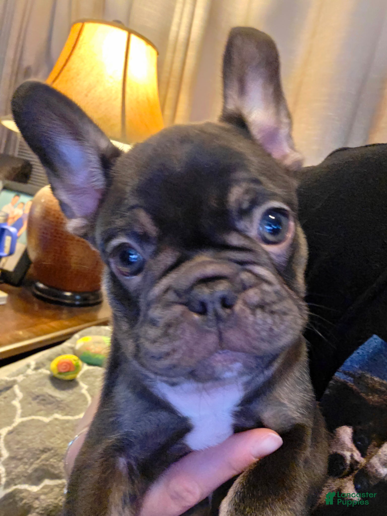 French Bulldog dogs Kiwi - Ad 2
