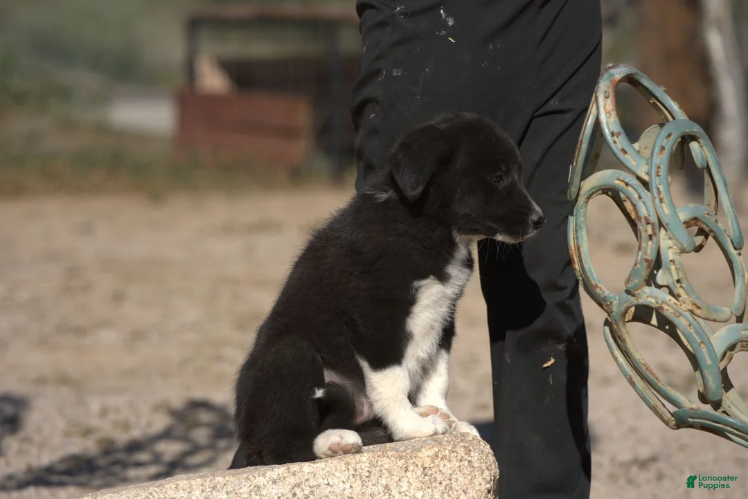 Mixed Breed dogs for sale: Toes M Sylvester - Ad 9