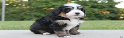 Mini Bernedoodle dogs for sale: Oden - Ad 3